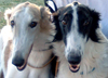 Borzoi